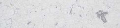 Искусственный камень Silestone Bianco Rivers